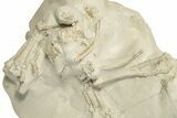 Fossil Oreodont (Merycoidodon) Skull with Associated Bones #232221-4